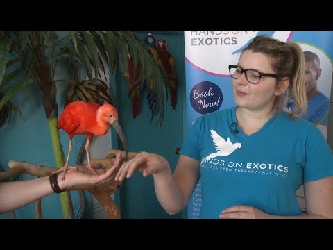 Animal Class: Scarlet Ibis