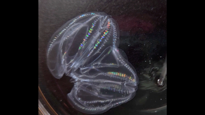 1728397278 comb jelly.png