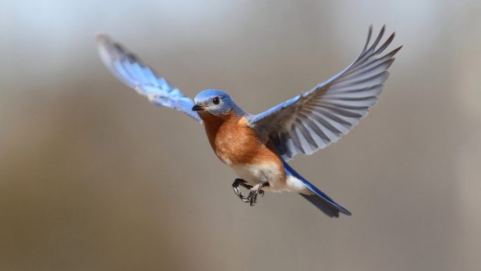 Bluebird Flying.jpg