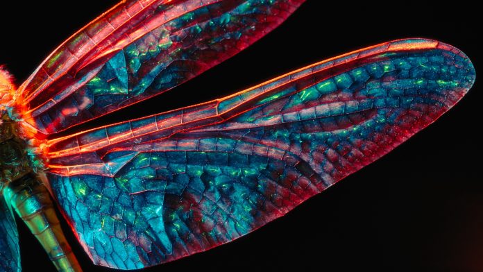 Dragonfly Wing.jpg