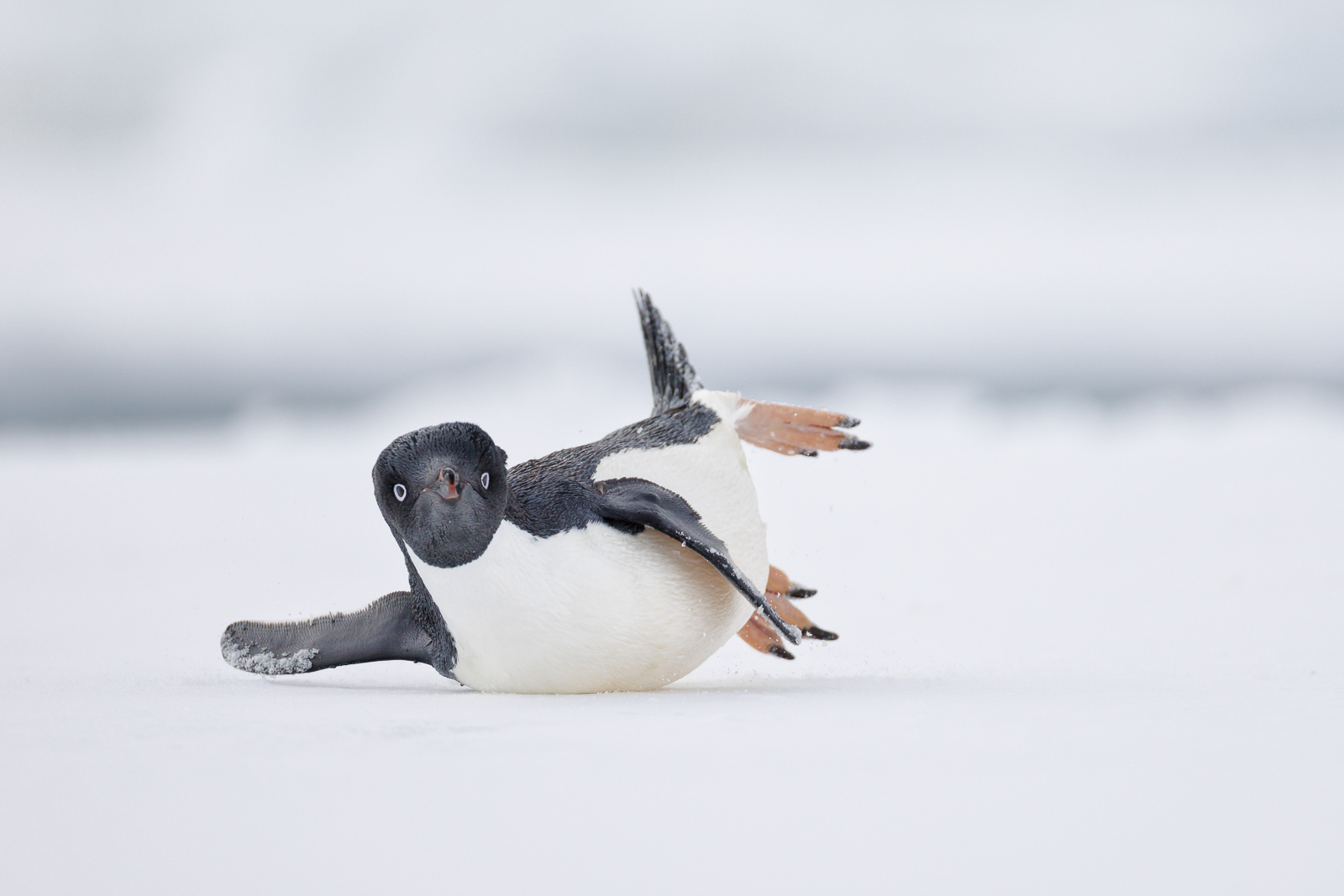 a penguin slips on the ice 