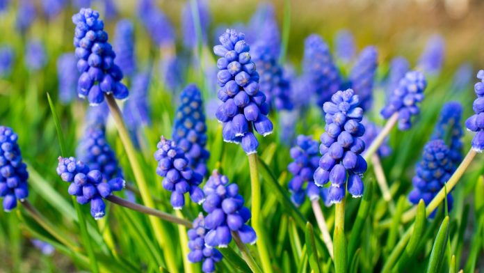 Grape hyacinths.jpg