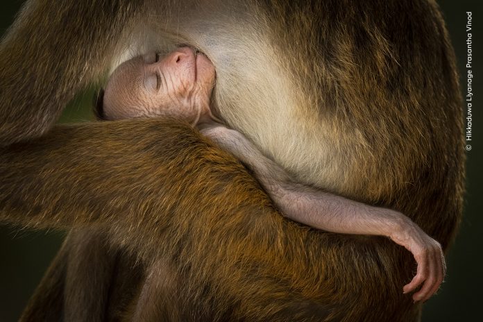 Hikkaduwa Liyanage Prasantha Vinod Wildlife Photographer of the Year.jpg