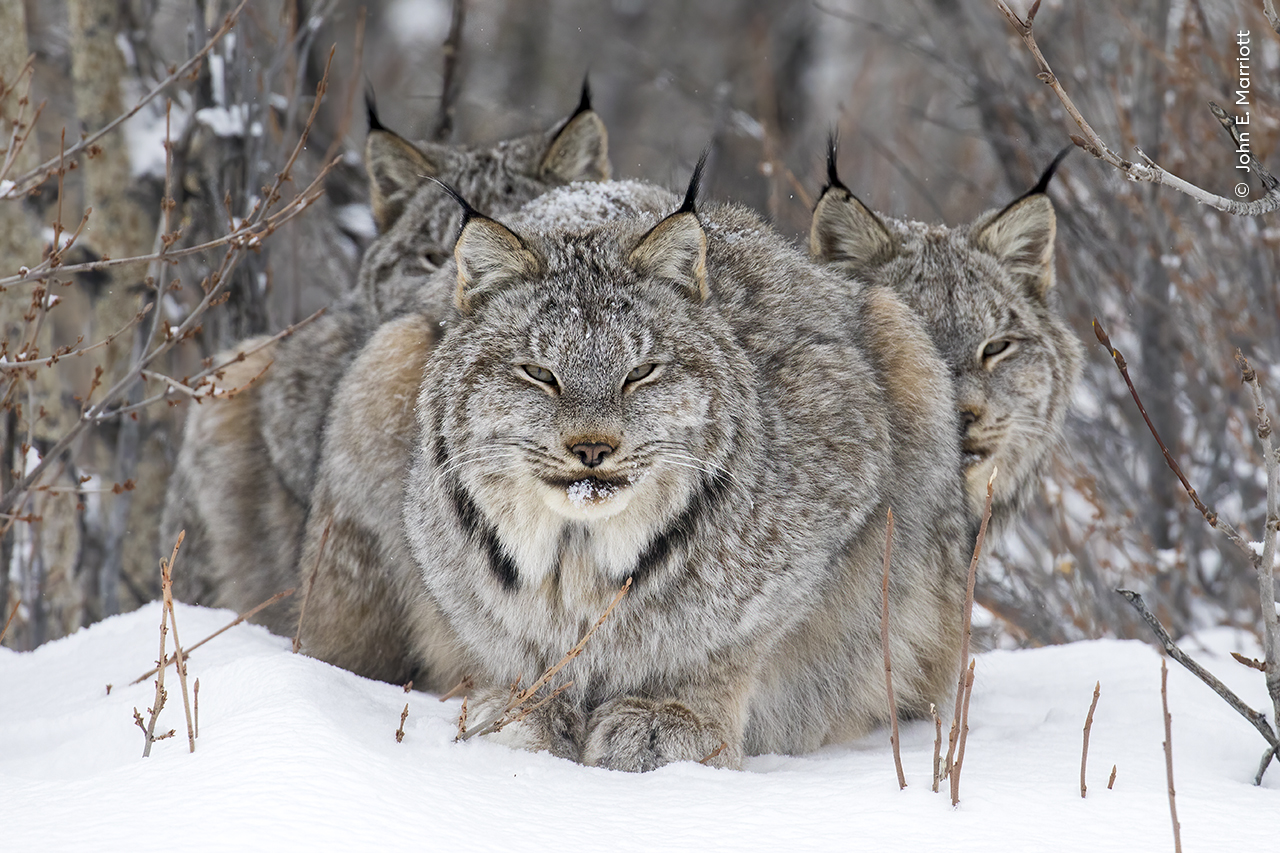 a lynx stares straight into the camera as it stands in front of its young in the snow