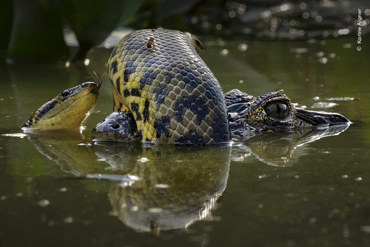 a yellow anaconda wraps itself around the snout of a caiman