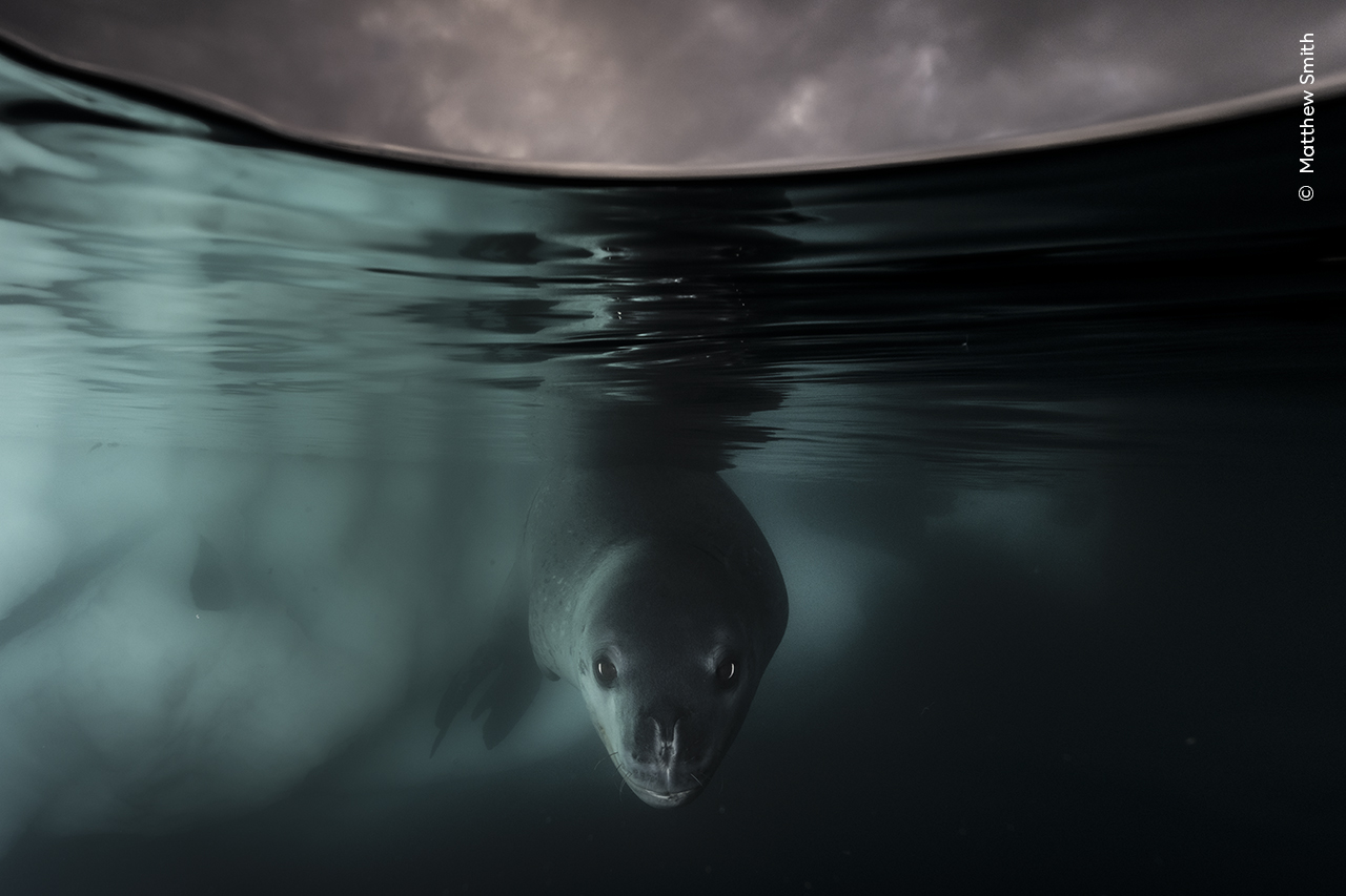 Along with a small team of photographers, I sailed from Argentina to the Antarctic peninsula onboard a 60ft yacht under wind power. Travelling by yacht meant we could ensure more intimate encounters with wildlife whilst also minimising our carbon footprint and impact on this environment. As we sailed into Paradise Harbour on the Antarctic Peninsula, this young leopard seal approached our small sailing boat. Bold and curious by nature, it circled around us as if wanting to learn more about what we were doing in its domain. This gave me time to don my dry suit and quietly slip into the water with my camera. This was my first personal encounter with a leopard seal and I didn't want to push any boundaries, so I slowly swam over to a small chunk of floating ice and waited to see what would happen next. Soon the young leopard seal approached me out of curiosity and began to display investigative behaviour. It seemed very relaxed with my presence, making several passes, so I began to shoot some frames. I had to work quickly as it was late in the day and light was fading fast. Using a neutral density graduated filter on my lens I managed to retain drama in the sky whilst being able to light the seal with a flash from one side. Krill and penguins make up for most of the leopard seals natural diet. However, pressure from retreating sea ice and warming waters around the Antarctic peninsula, pollution and overfishing means that krill and penguin numbers are both in decline. 2022 saw a record low in Antarctic sea ice and led to the catastrophic failure of Emperor penguin breeding colonies due to loss of sea ice. Taken 15th Feb 2023