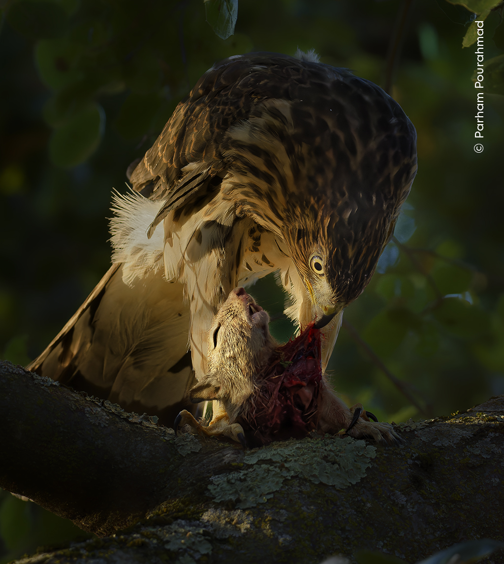 a hawk rips apart a squirrel on a tree branch