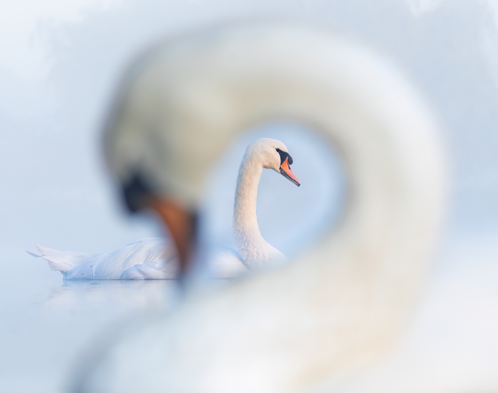 two swans. one is seen through the neck circle of the other 