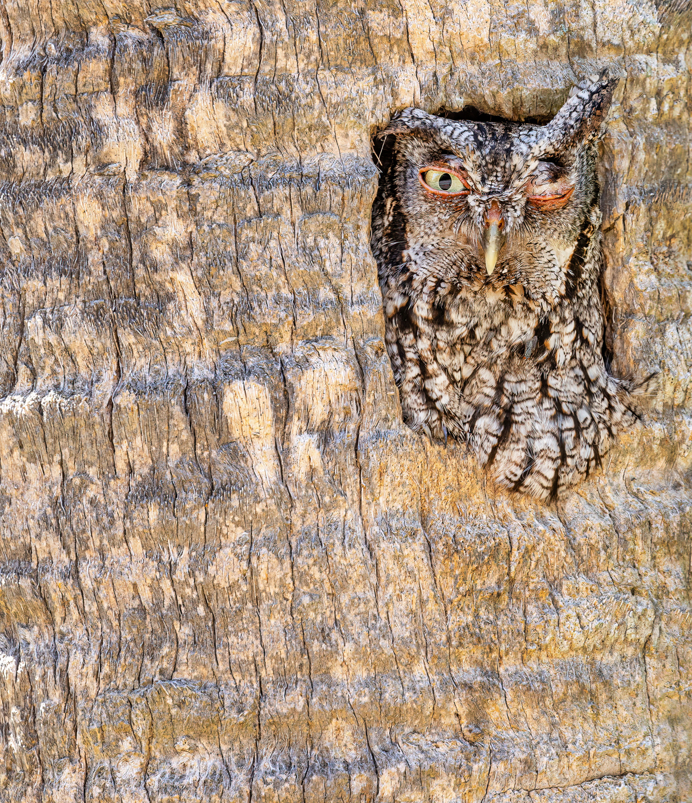 an owl peeks out of a hole blinking 