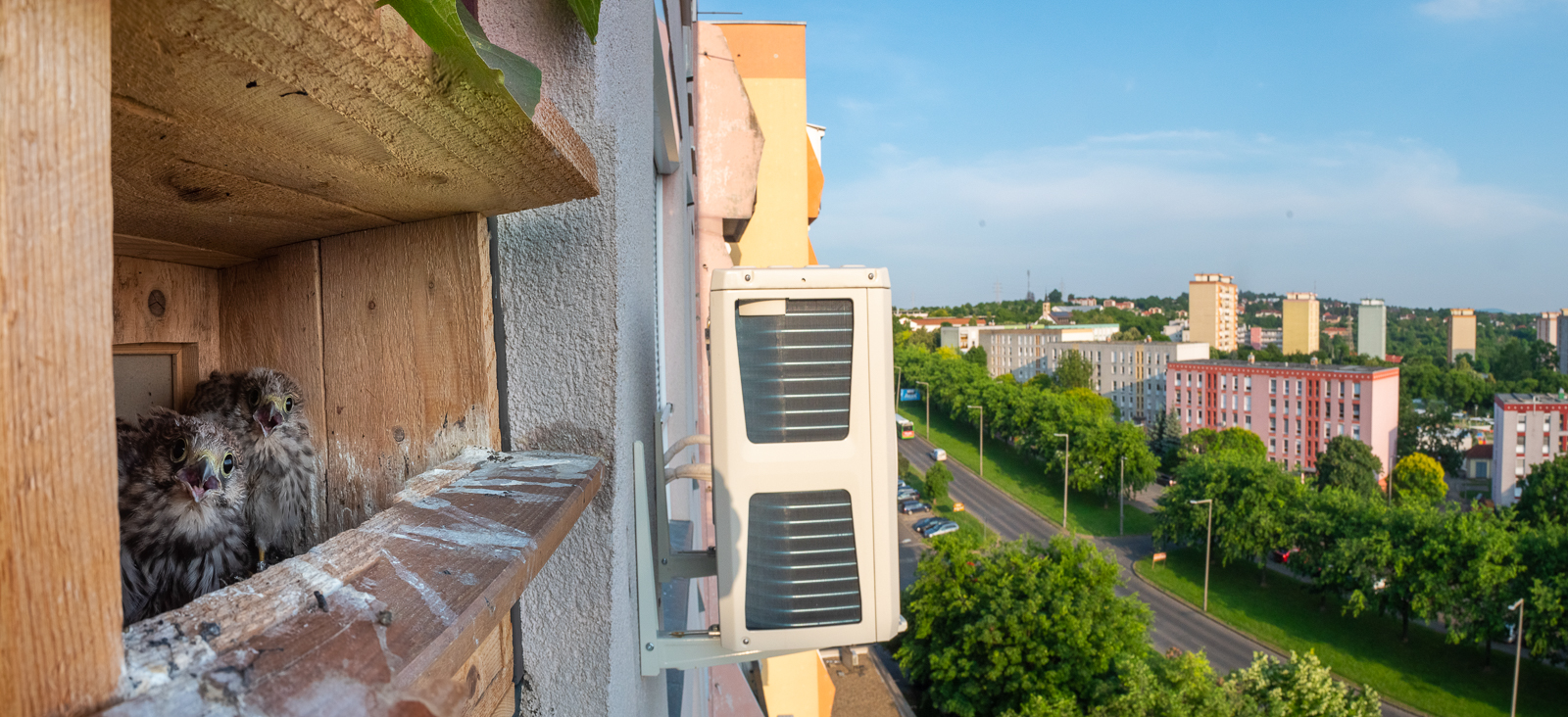 two baby owls on the side of an apartment building