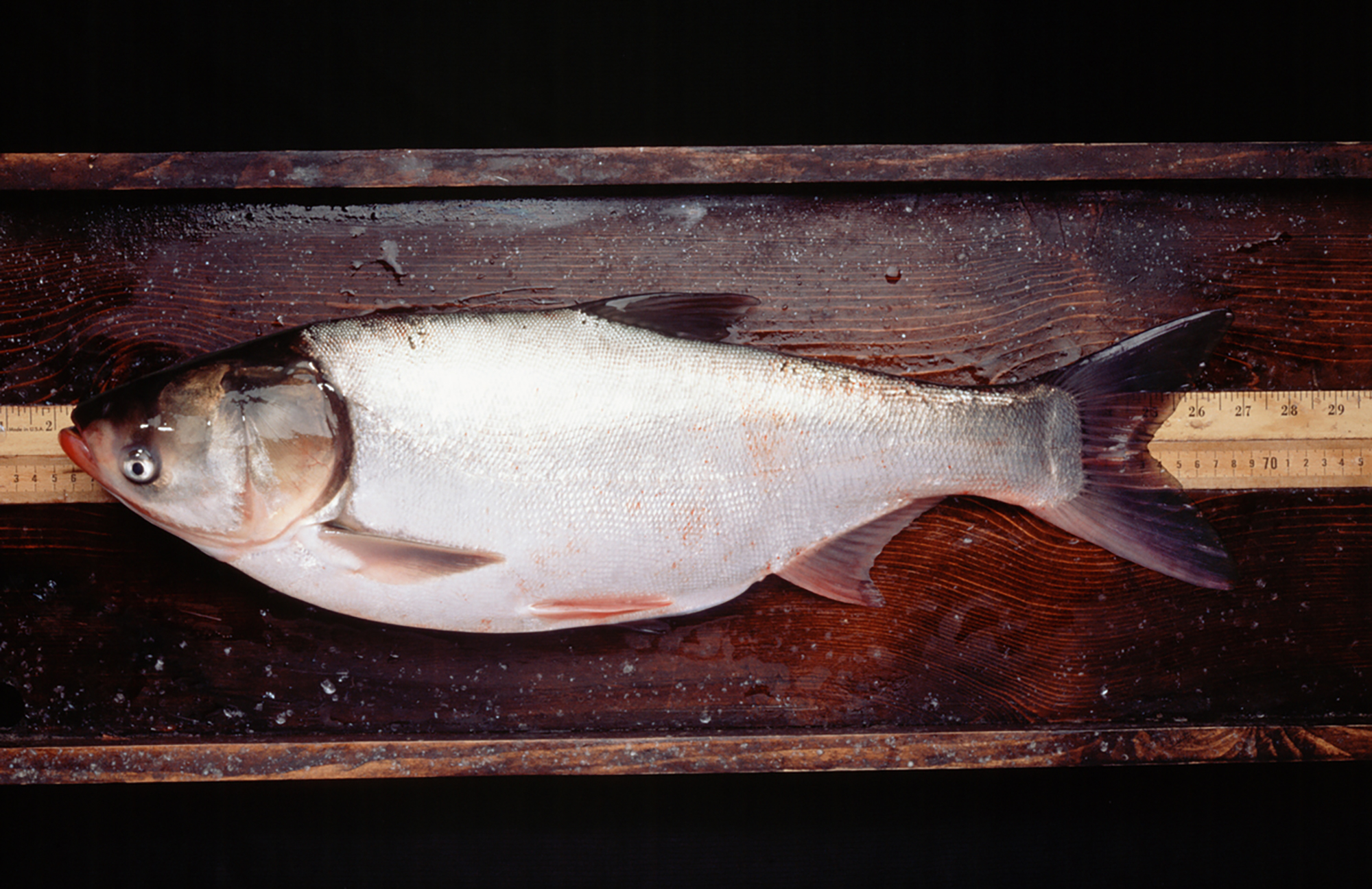 an00316: Ένα δείγμα Silver Carp (Hypophthalmichthys molitrix) ενός χωροκατακτητικού είδους που ανεβαίνει στον ποταμό Illinois και απειλεί να εισέλθει στη λίμνη Michigan. .Φωτογραφία David Riecks. Αρχική σάρωση στα 7 x 10,8 στα 500 ppi. an00316r.tif Colormatch RGB an00316r