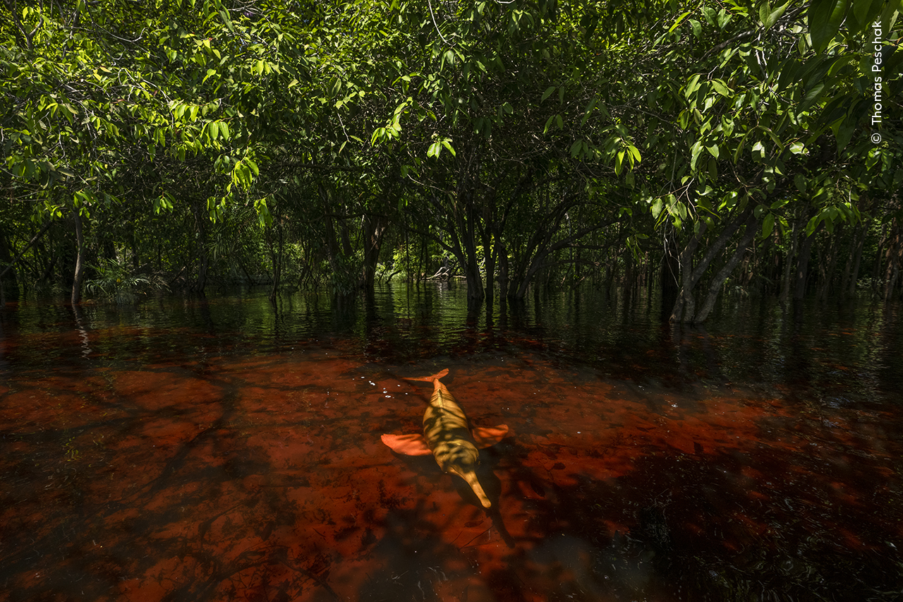 a pink dolphin swims reddish tinted water