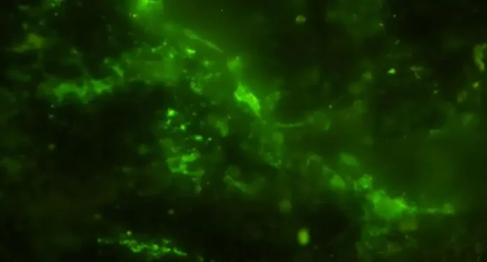 ancient microbial cells stained green l.webp.webp