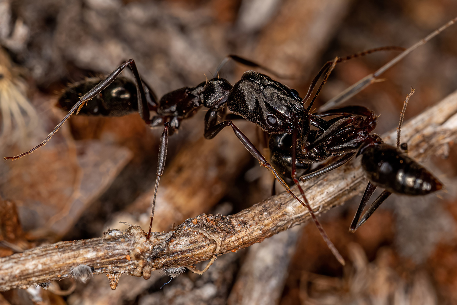 Ενήλικο μυρμήγκι παγίδας του γένους Odontomachus που μεταφέρει ένα νεκρό μυρμήγκι του ίδιου είδους