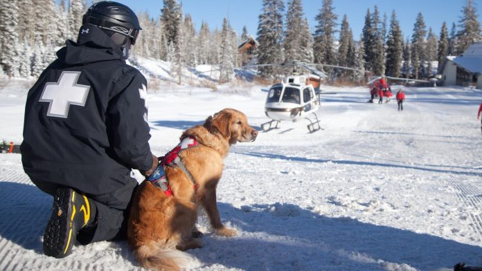 avalanche dogs thumbnail.jpg