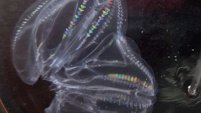 comb jelly fusion.jpg