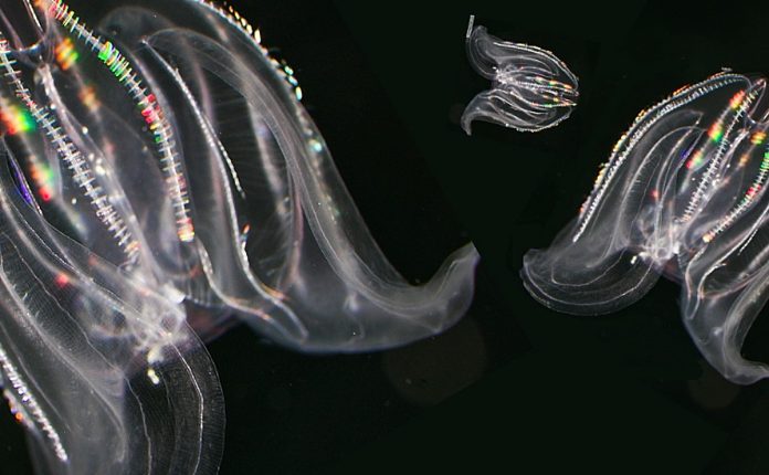 ctenophores.jpg