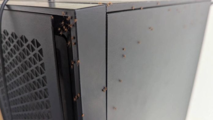 gamer found 50 100 spiders on his pc 77 1728550009.jpg