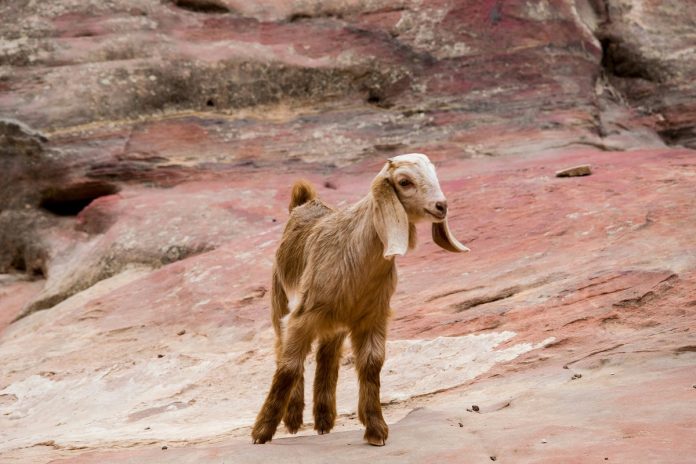 goat unsplash.jpg