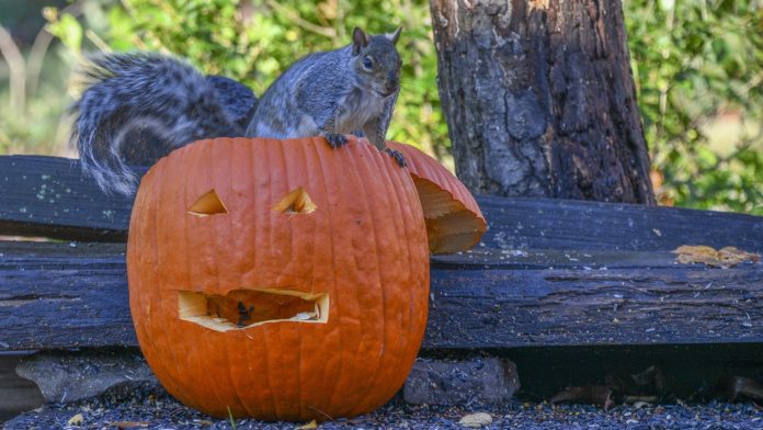 how to keep squirrels from pumpkins.jpg