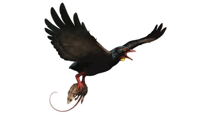 illustration cretacous bird.png