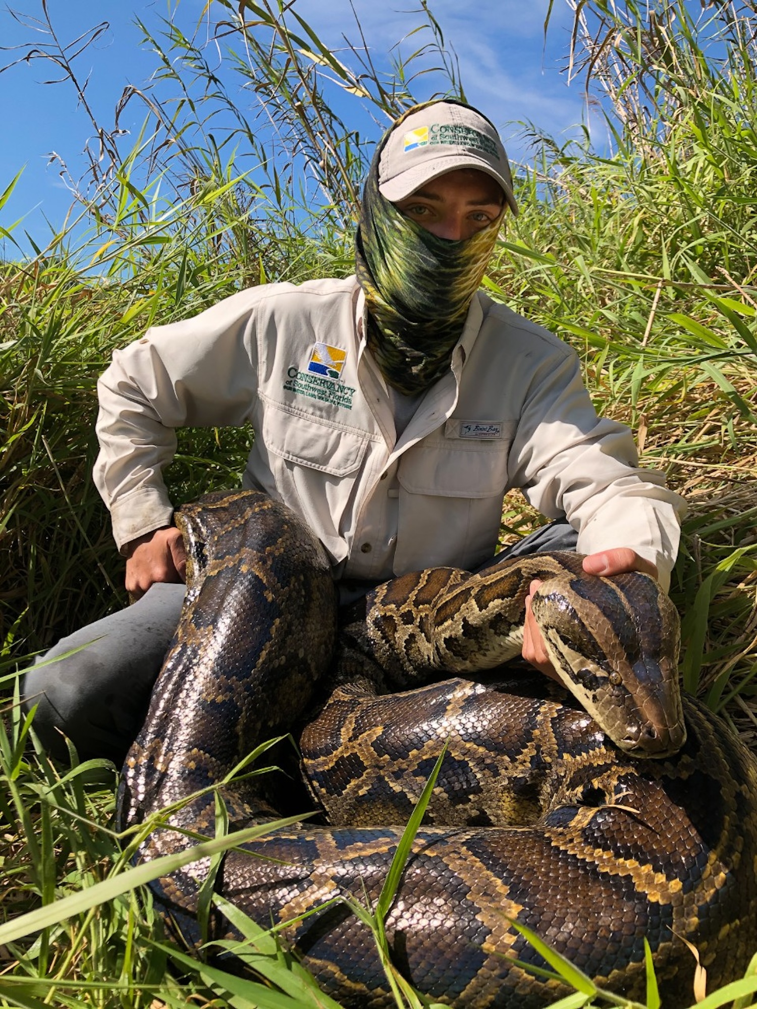 Ένας βιολόγος της Conservancy της Νοτιοδυτικής Φλόριντα κρατά έναν βιρμανικό πύθωνα μήκους 15 ποδιών.