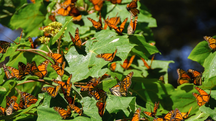 monarch butterfly group.png