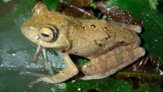 star trek frog janeway.png