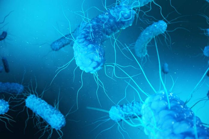 stock photo rendering enterobacterias gram negativas proteobacteria.jpg