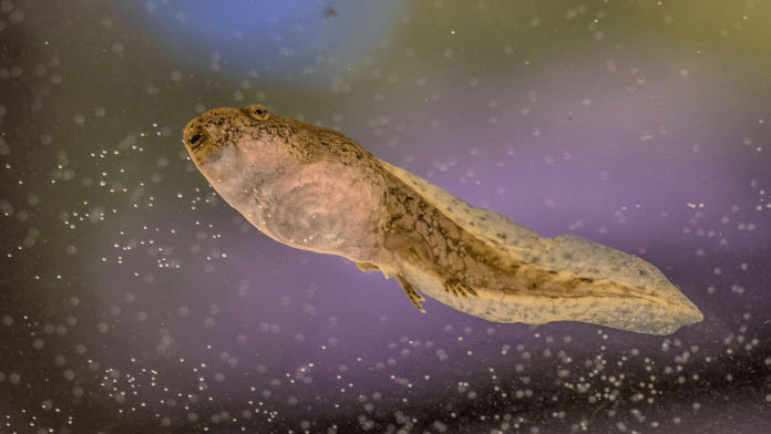 tadpole.png