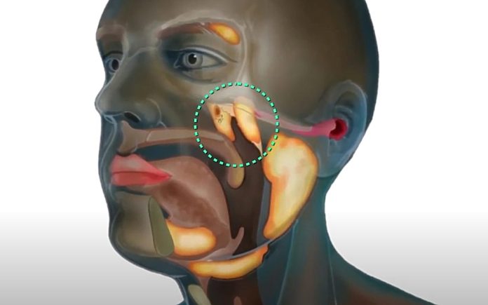 tubarial salivary gland.jpg