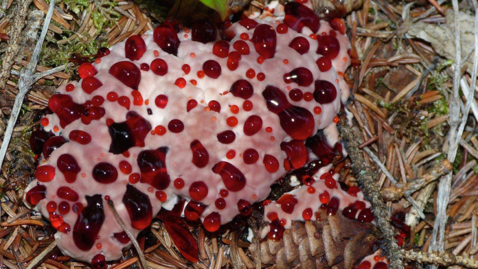 bleeding tooth fungus.png