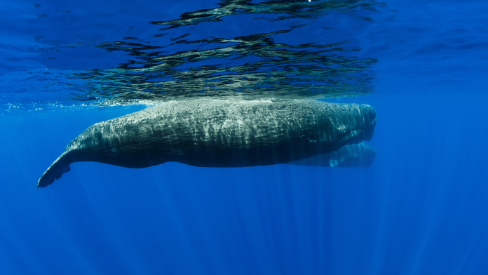 sperm whales swimming.png